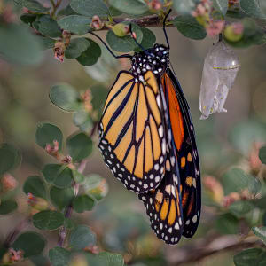 Emerging Monarch by Jamie Feldman