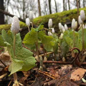 Bloodroot by Amelia Hansen