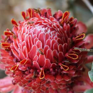 Jatai Stingless Bees Visiting Red Torch Ginger Blossom – Mato Grosso, Brazil by Michelle Rogers