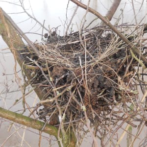Left Home or Natural Shelter by Barbara Schneider