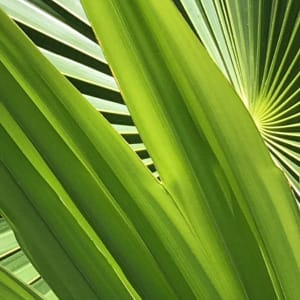 Photosynthesis by Jennifer Willoughby