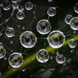 Morning Dew by Ellen Zimmerman
