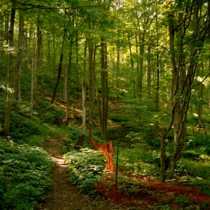 The Great Forest #3, Hamilton: Summer by Hugh Martin