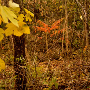 The Great Forest #6, Hamilton:  Autumn by Hugh Martin
