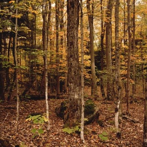 Autumn Forest, Silent Lake by Hugh Martin