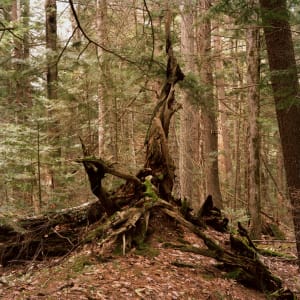 BeforeTheHowl, Silent Lake by Hugh Martin
