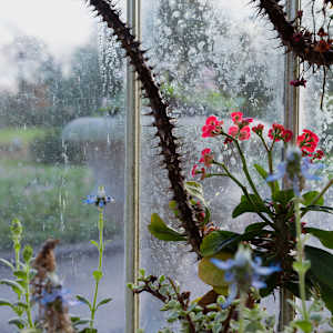 Botanic Gardens 9, Belfast by Hugh Martin, Image 2.