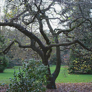Botanic Gardens 14, Dublin by Hugh Martin, Image 1.
