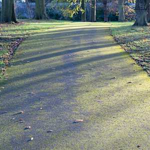 Botanic Gardens 10, Dublin by Hugh Martin, Image 1.