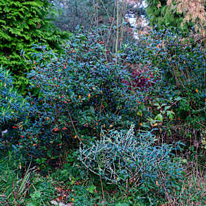 Botanic Gardens II, Belfast by Hugh Martin