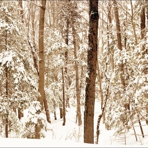 February Afternoon, Silent Lake by Hugh Martin, Image 8.