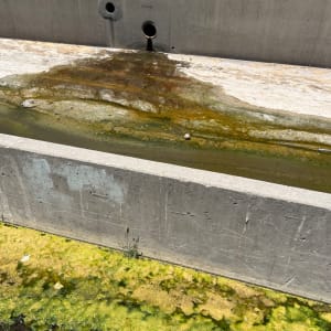 Rewilding the LA River by Lois Keller 