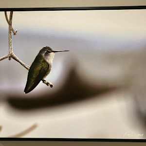 The Protective Mother by Roderick Cooper