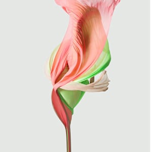 Serenade of Colors by Max Damian