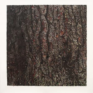 White Pine by Robert Wiens