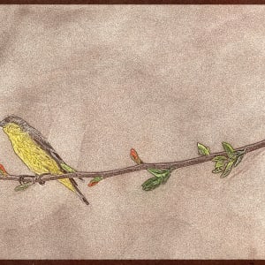 Lesser Goldfinch on Branch 1/15 by Ana Laura Gonzalez