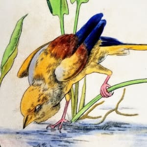 Danish Birds by E. F. Bodley & Son 