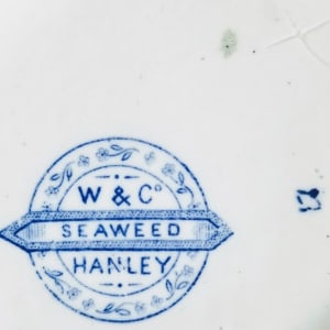 Seaweed by Whittaker & Co. 