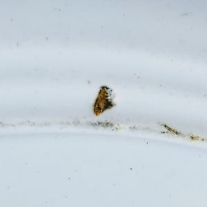 Unnamed (Insects & Flowers) by Copeland & Garrett 