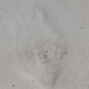 Unnamed (Fish Series) by W. T. Copeland & Sons, Image 5.