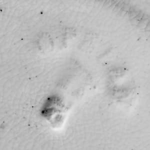 Unnamed (Fish Series) by W. T. Copeland & Sons, Image 3.