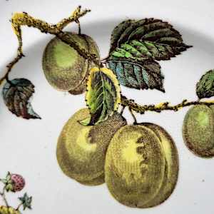 Fruit by Burgess & Leigh 