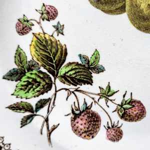 Fruit by Burgess & Leigh 