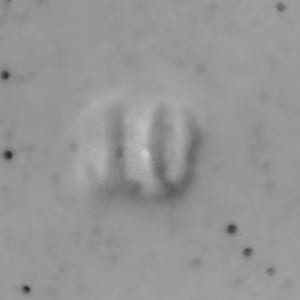 Unnamed (Japanese Cartouches) by Thomas Furnival & Sons