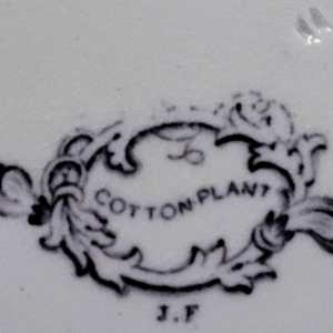 Cotton Plant by Jacob Furnival & Co. 