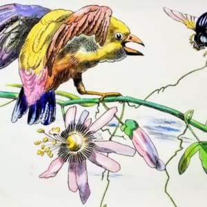 Danish Birds by E. F. Bodley & Co. 