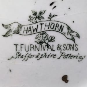 Hawthorn by Thomas Furnival & Sons 