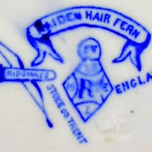 Maiden Hair Fern by Ridgways 