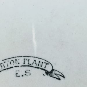 Cotton Plant by E. S. 