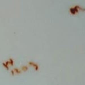 W1203 (Chrysanthemums & Bird) by Worcester Royal Porcelain Co. 