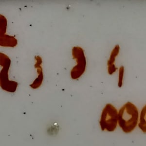 Unnamed (Exotic Flowers) by W. T. Copeland & Sons 