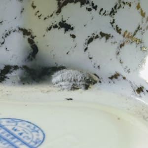 Surrey by Whittaker & Co. 