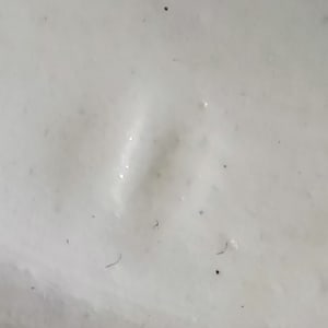 Surrey by Whittaker & Co. 