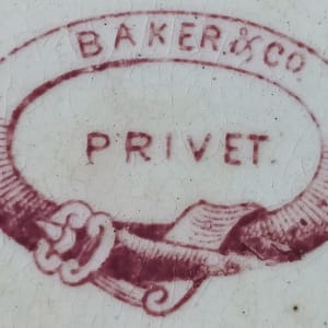 Privet by Baker & Co. 