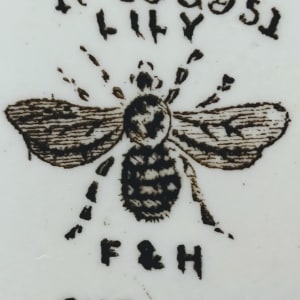 Lily by Forester & Hulme 