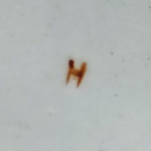 207 (Garland) by Unknown Maker  Image: Painted Mark