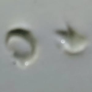 Unnamed (Morning Glories) by Cauldon Ltd.  Image: Impressed Marks
