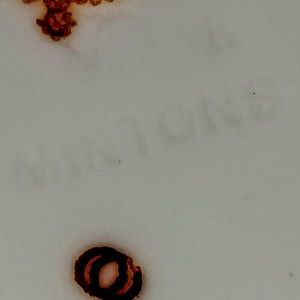 Unnamed (Chrysanthemum) by Mintons 