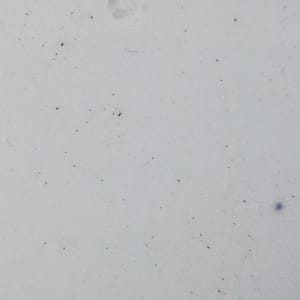 Unnamed (Fruits & Flowers) by Thomas Furnival & Sons, Image 6.