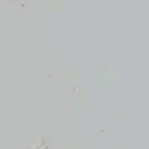 Pekin by Josiah Wedgwood, Image 5.