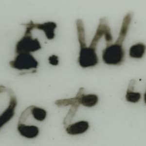 Unnamed (Wild Birds) by W. T. Copeland & Sons 