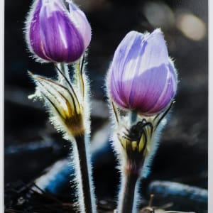 Prairie Pasque in the Spotlight by Heidi Watson