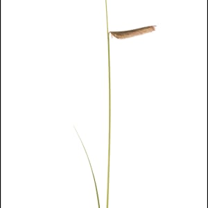 Blue Grama by Amy Lehman