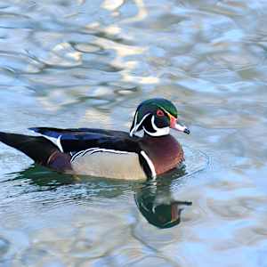 Wod Duck by Bob Wilson