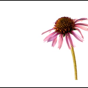 Echinacea by Amy Lehman