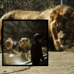 Captive Predator by Megan Hansen